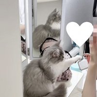 コスメに手を伸ばす猫の写真1