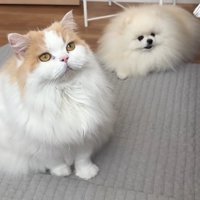 飼い主を見ている猫と犬