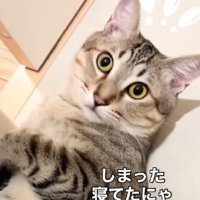 目が泳ぐ猫