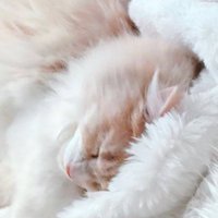 仰向けになっている茶白猫の隣で眠る長毛猫