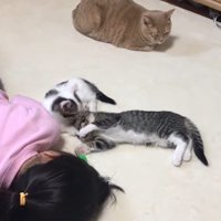 毛づくろい
