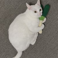 おもちゃを抱えてじっと飼い主を見上げる白猫