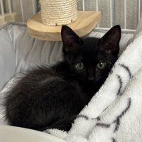 毛布の上に乗る子猫