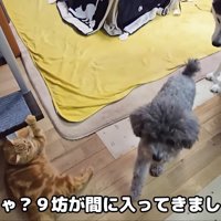 間に入るきゅうちゃん