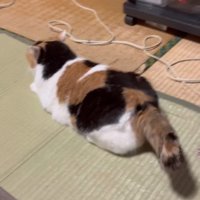 伏せの姿勢の猫