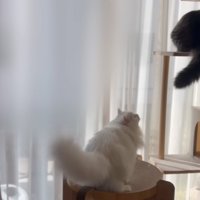 誘う猫
