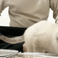 餌の前に立っている子猫
