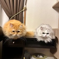 並ぶ2匹の猫