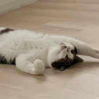 室内にいる猫