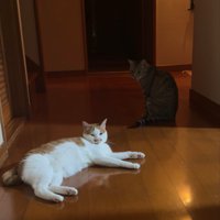 フローリングの廊下でくつろぐ茶白猫とキジトラ猫