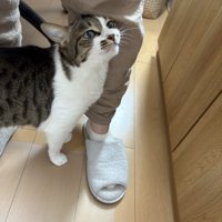 人の足に顔をつける猫