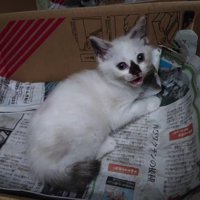 段ボールの中の子猫