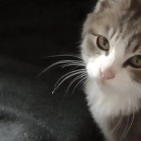 こちらを向いた姿