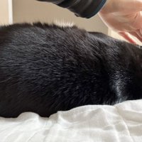 耳を触られても寝ている猫