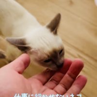 飼い主さんの指を吸う子猫
