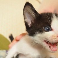 鳴くハチワレの子猫