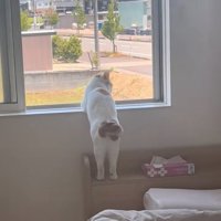 窓の外を眺める猫の後ろ姿