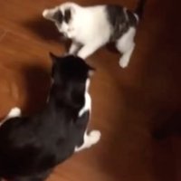 2匹で戯れ合う猫