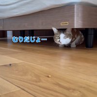ベッドの下に隠れておやつをみている猫