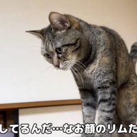 リムちゃんが驚く