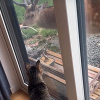 振り向く鹿