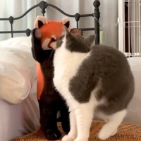 レッサーパンダのぬいぐるみに顔を近づける猫