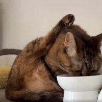 ご飯を食べている猫