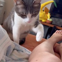 前足を伸ばす猫