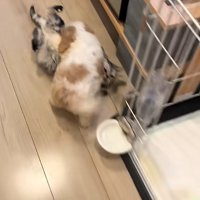 猫を押し倒す犬