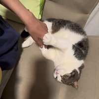 飼い主の手の甲に右前足を乗せている猫