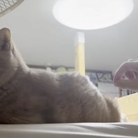 ベッドの上でくつろいでいる
