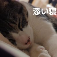 眠る猫