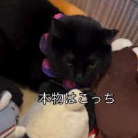 ぬいぐるみ入れに入った猫