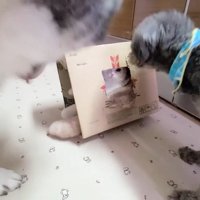傾く段ボール