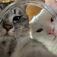 瓶の中に手を入れるキジトラと覗く白猫