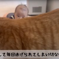 退散する猫