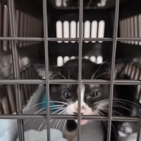 キャリーの中にいる子猫