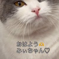 白灰猫の顔アップ