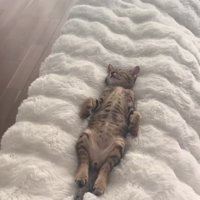ソファの背もたれの隙間で寝ている子猫（ややアップ全体）