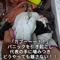 洗われている子猫
