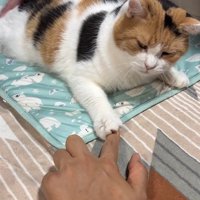 右前足で指を掴んで