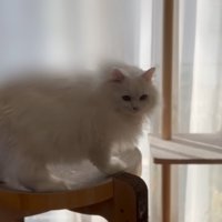 不満げな猫