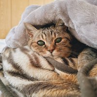 毛布にくるまった猫