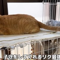 ケージの中の子猫とケージの上に乗っている猫