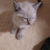 座ったままウトウトする子猫