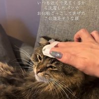 化粧用パフでおでこを撫でられている猫