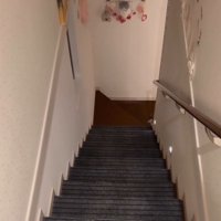 階段下で顔を出す猫