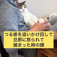 人に抱かれている猫