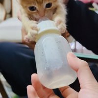 飲み終えた哺乳瓶を離さない赤ちゃん猫