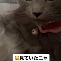 「見ていたニャ」と書かれた写真